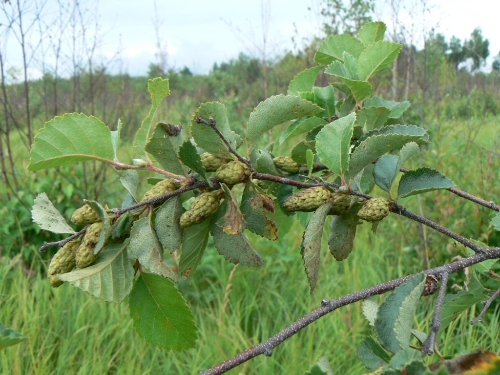 Image of Betula ovalifolia specimen.