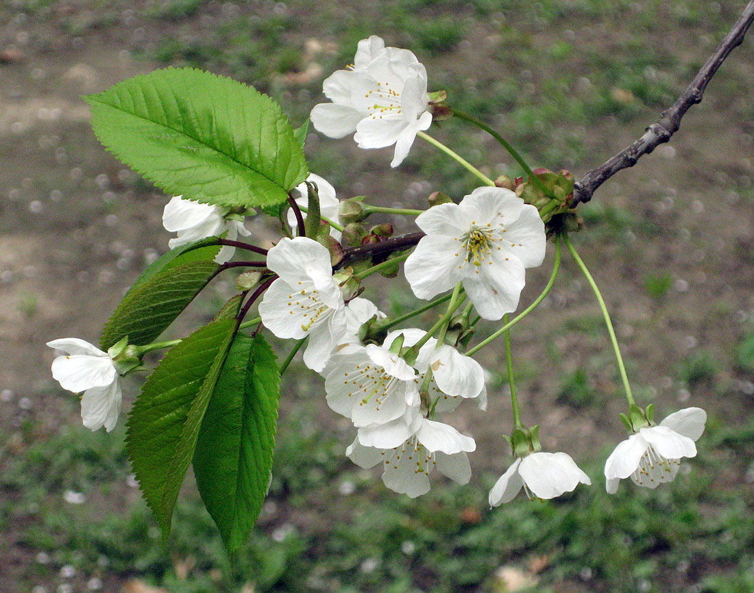 Image of Cerasus avium specimen.