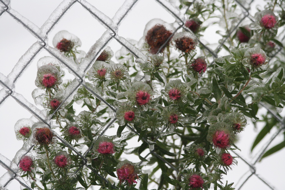 Image of Symphyotrichum novae-angliae specimen.