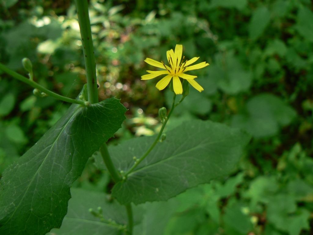 Изображение особи Lactuca triangulata.