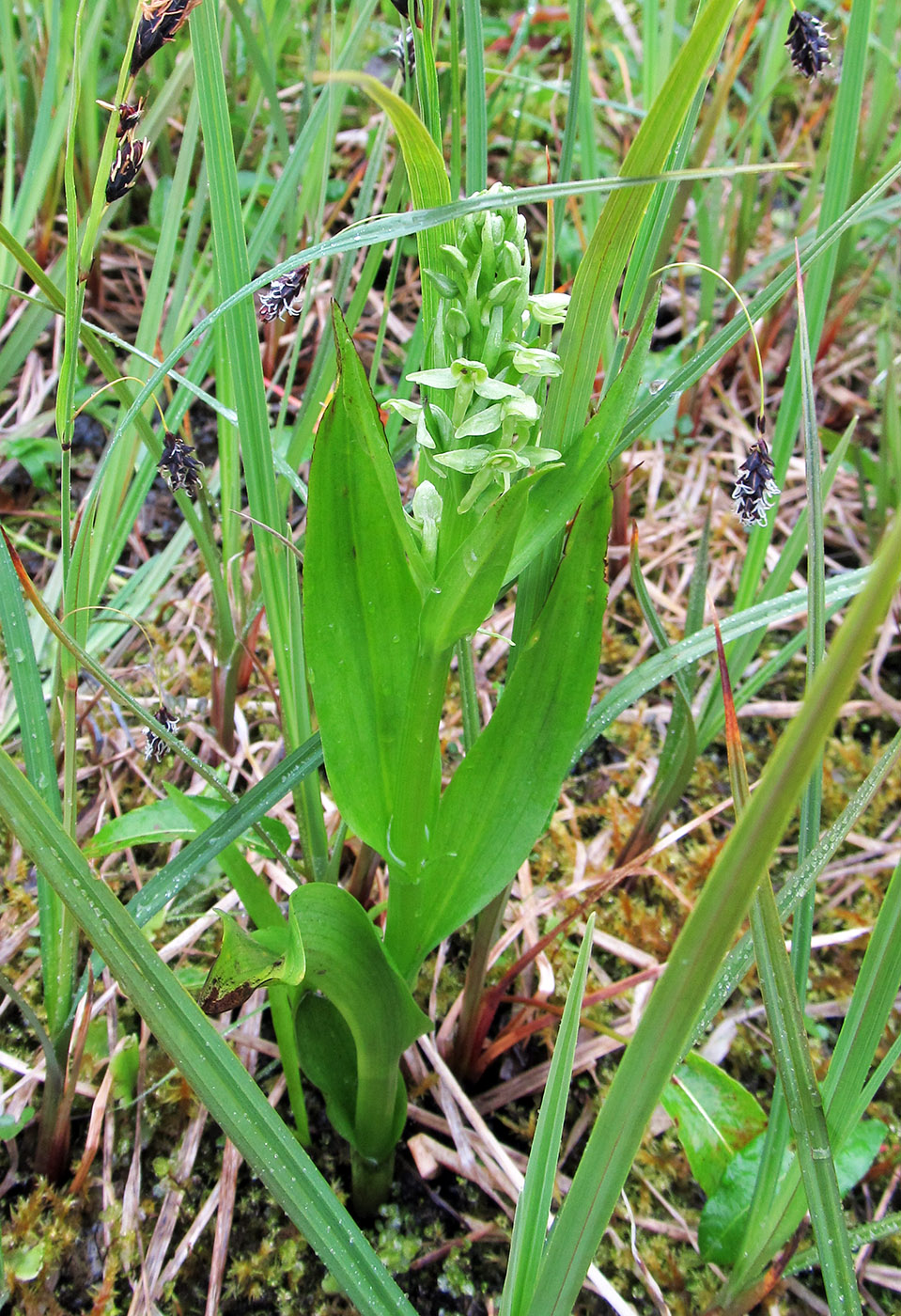 Изображение особи Limnorchis convallariifolia.