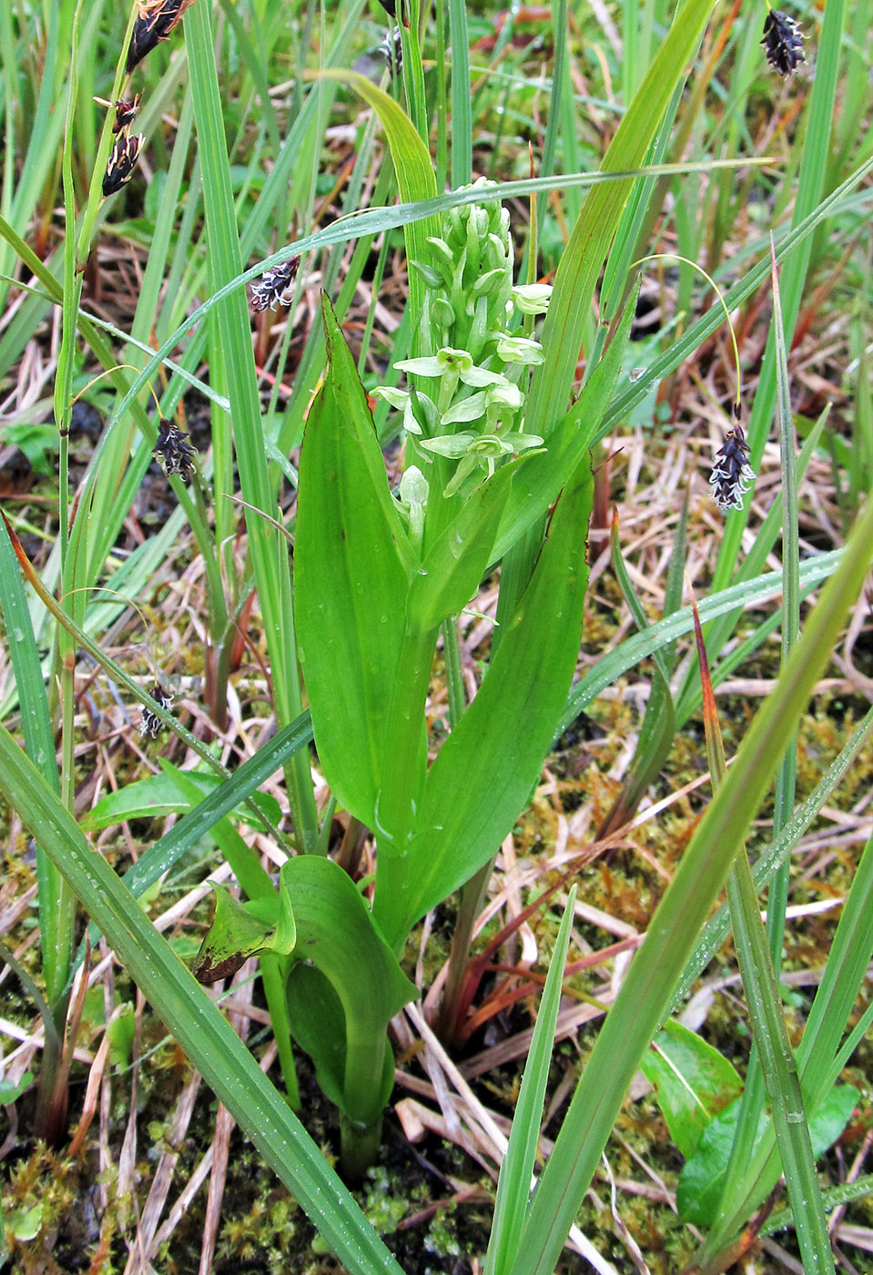 Image of Limnorchis convallariifolia specimen.
