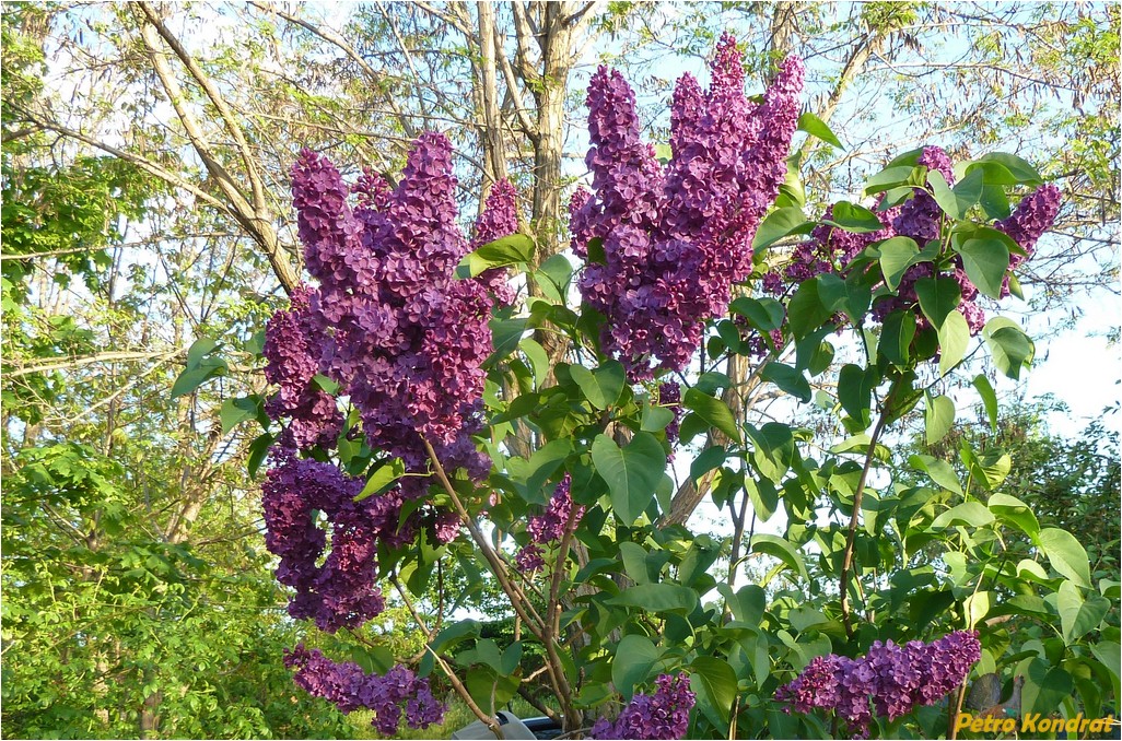 Image of Syringa vulgaris specimen.