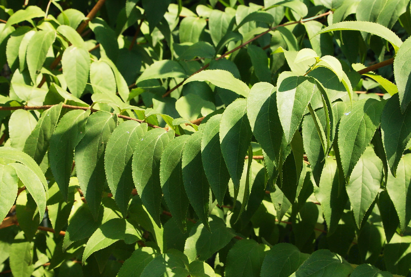 Image of genus Deutzia specimen.