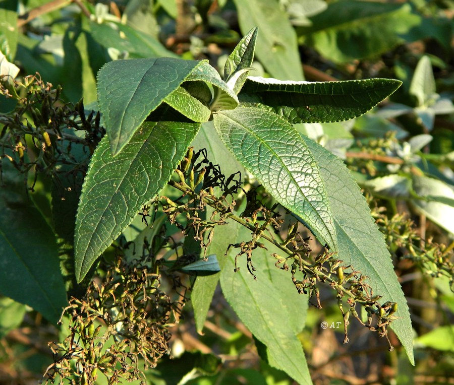 Image of Buddleja davidii specimen.