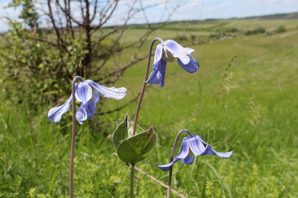 Image of Clematis integrifolia specimen.