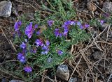 Vicia macrantha