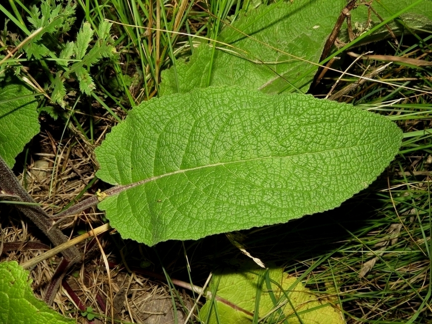 Изображение особи Verbascum nigrum.