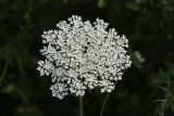 Daucus carota. Соцветие. Краснодарский край, г. Сочи, Лазаревский р-н, пос. Дагомыс, берег р. З. Дагомыс. 29.07.2017.