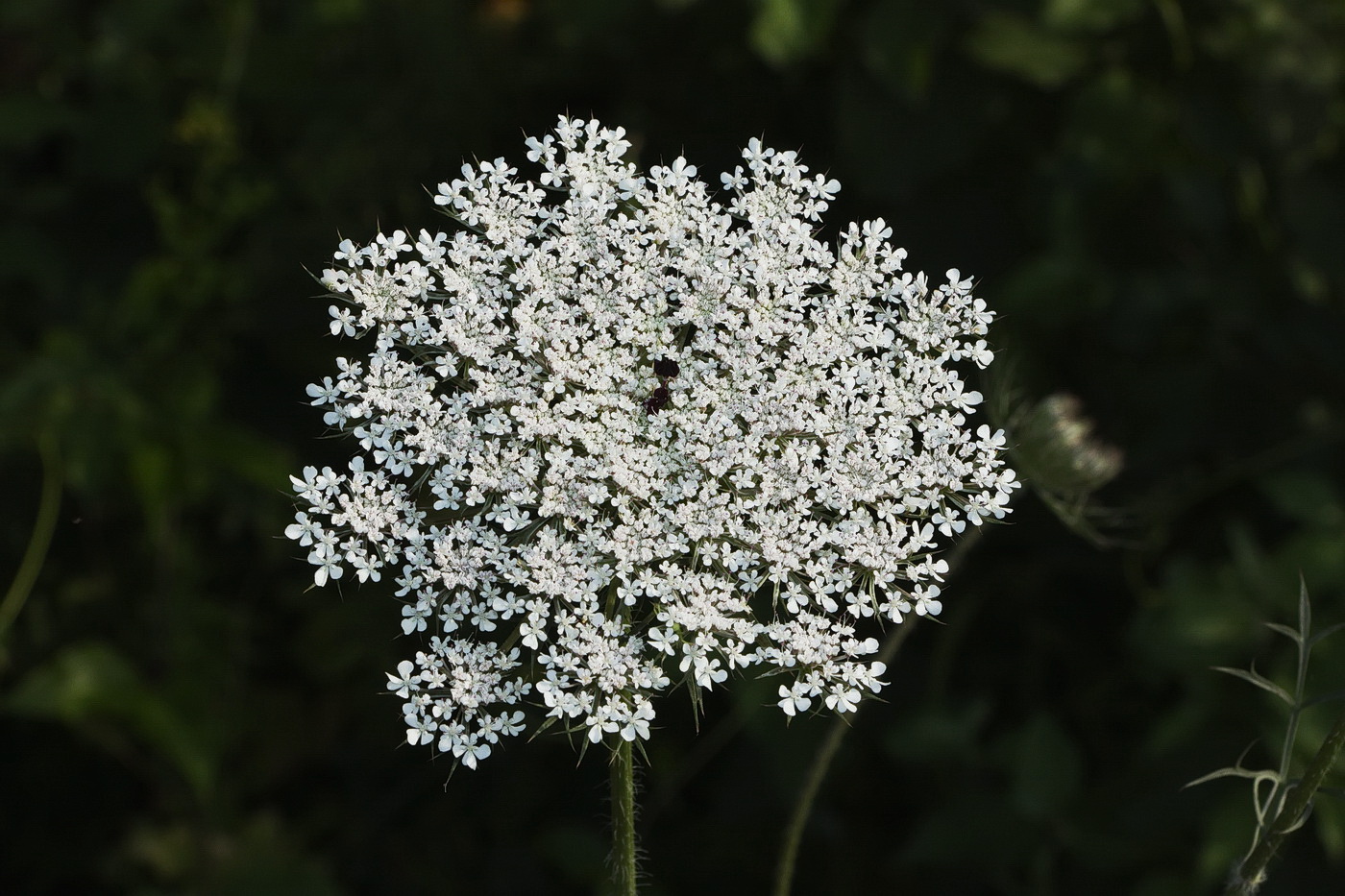 Изображение особи Daucus carota.