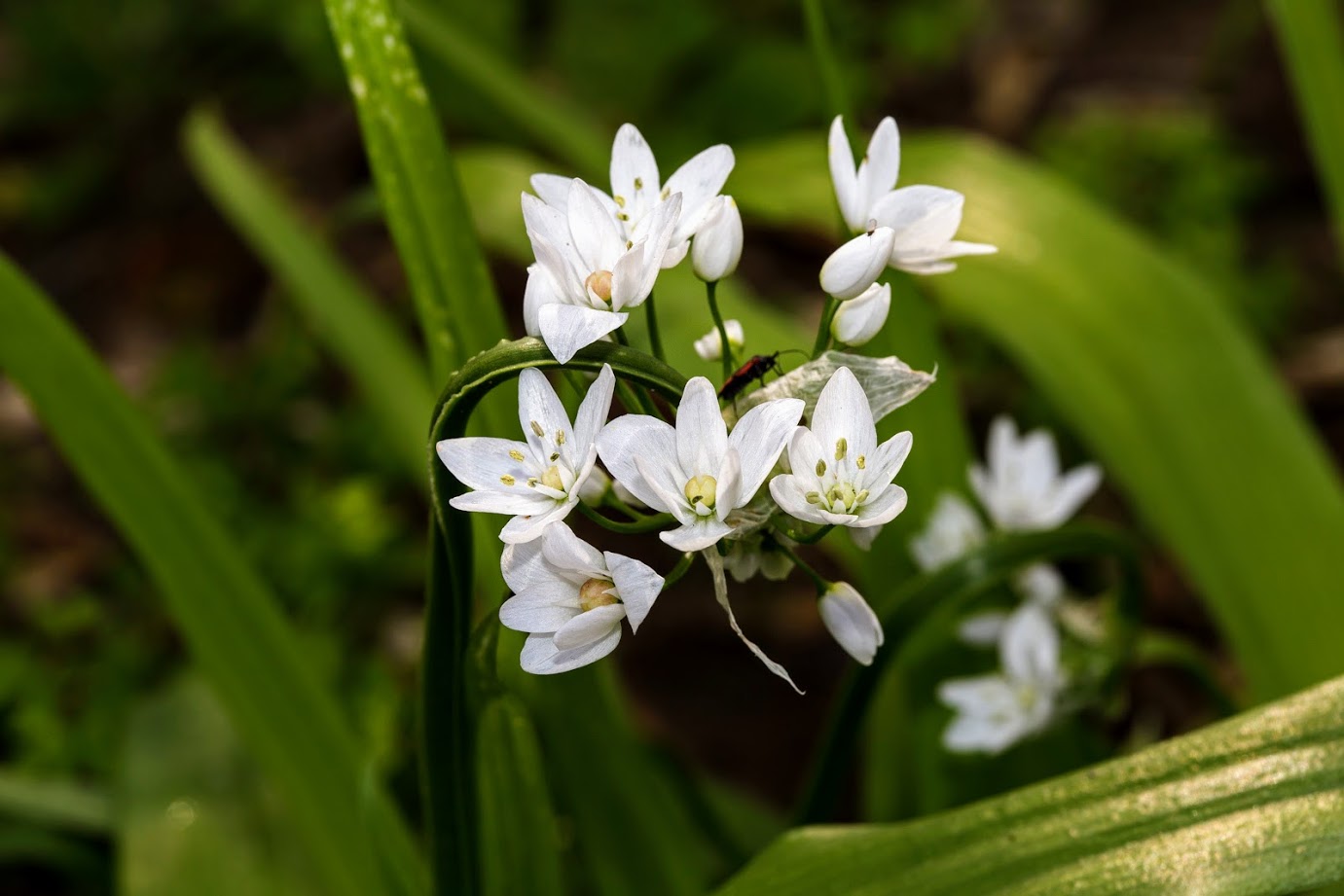 Изображение особи Allium neapolitanum.