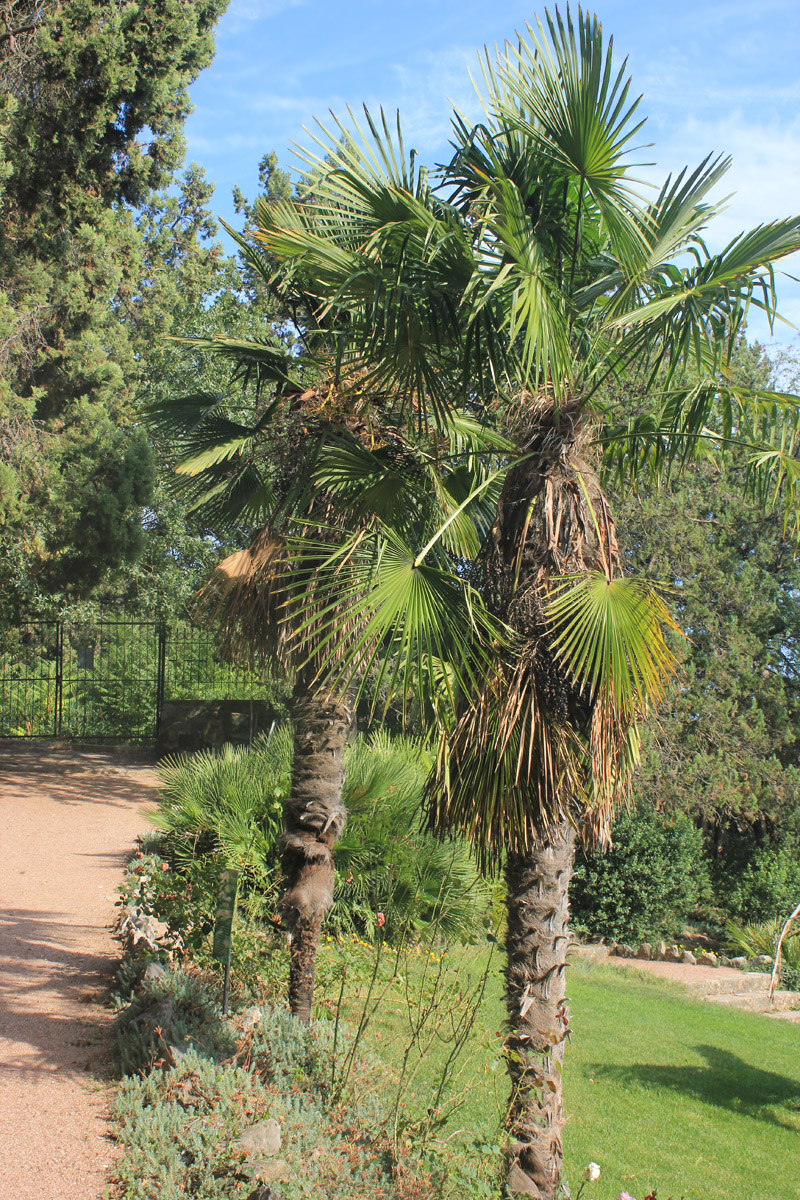 Image of Trachycarpus takil specimen.