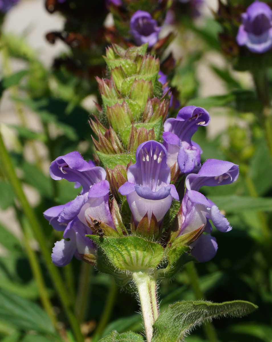 Image of Prunella grandiflora specimen.