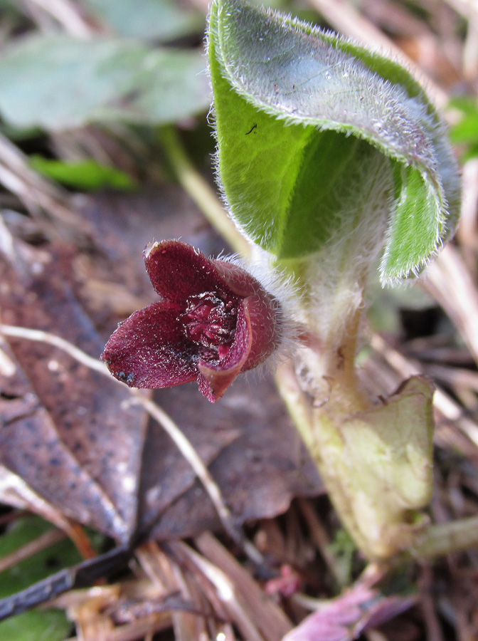 Изображение особи Asarum europaeum.