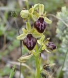 Ophrys subspecies epirotica