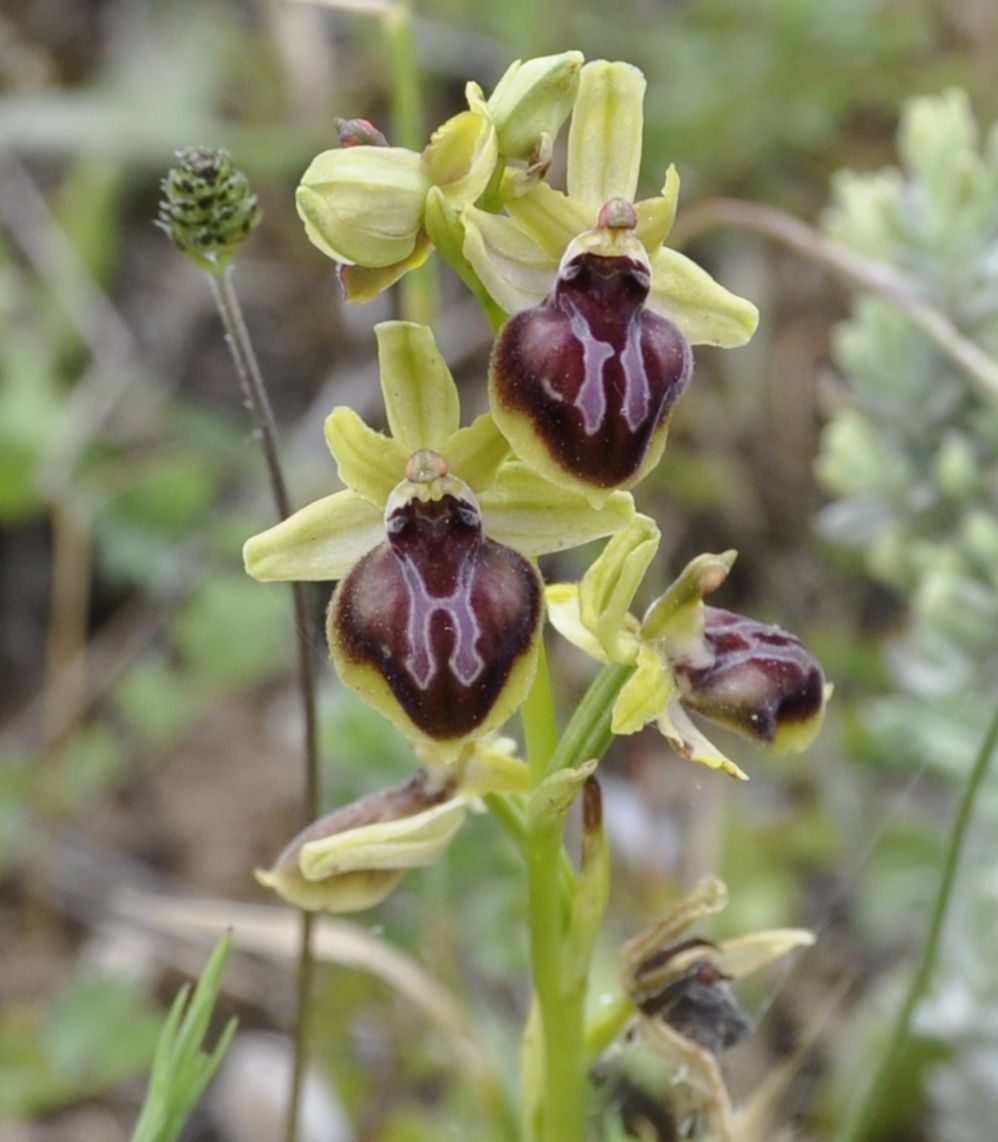Изображение особи Ophrys sphegodes ssp. epirotica.