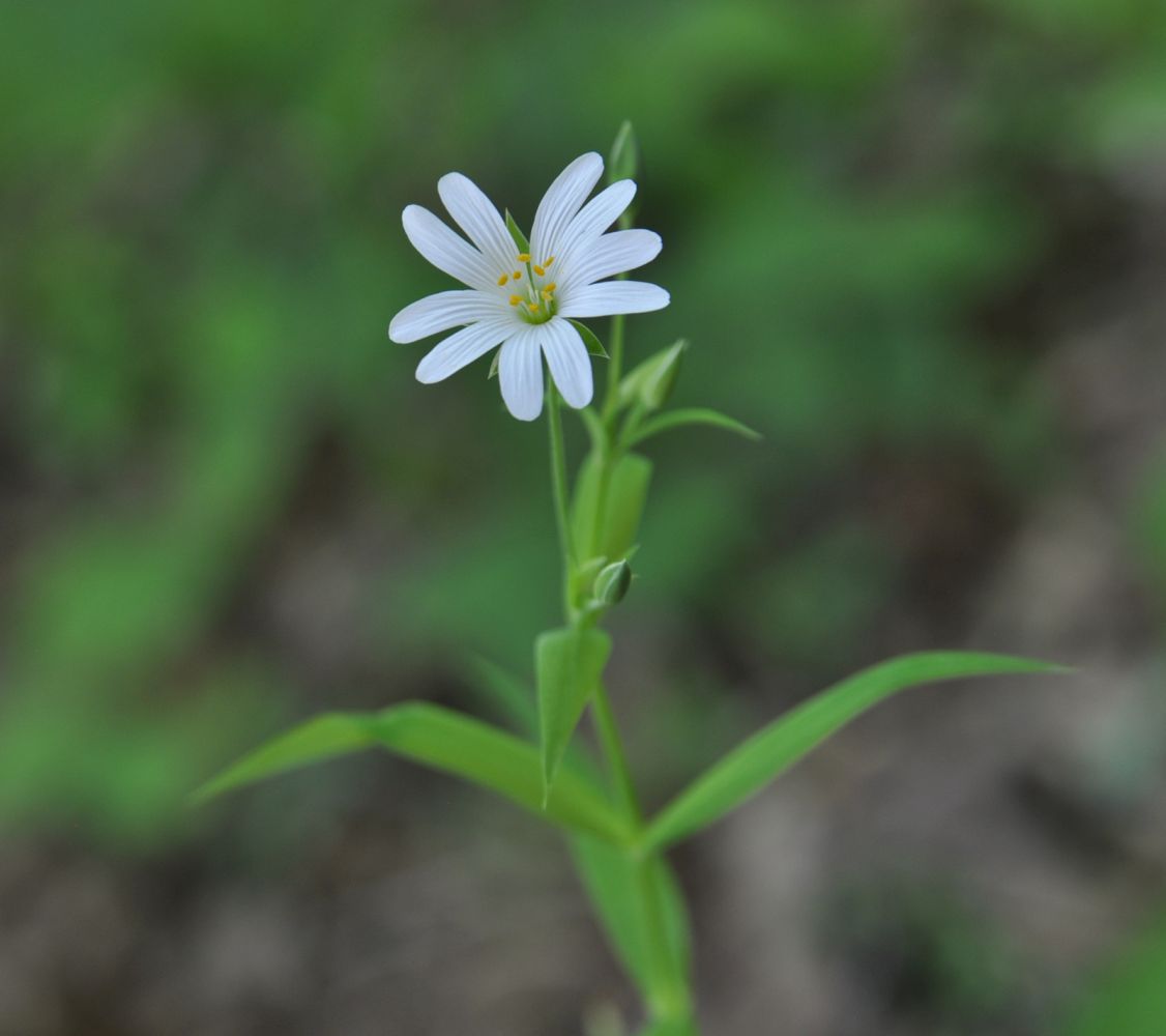 Image of Stellaria holostea specimen.