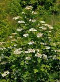 Viburnum opulus