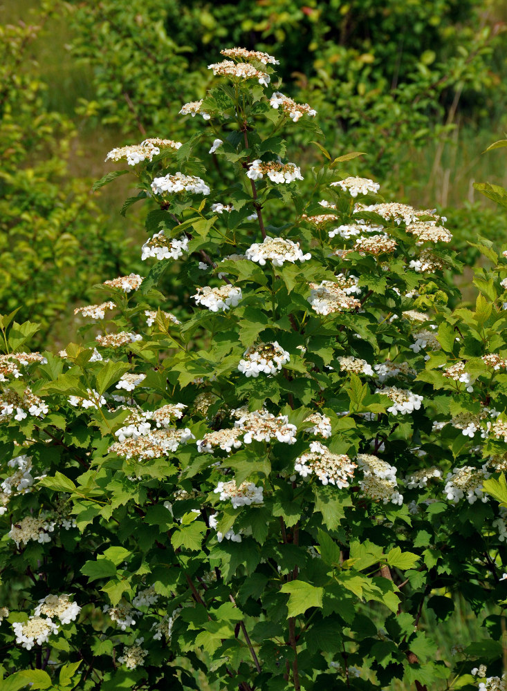 Image of Viburnum opulus specimen.