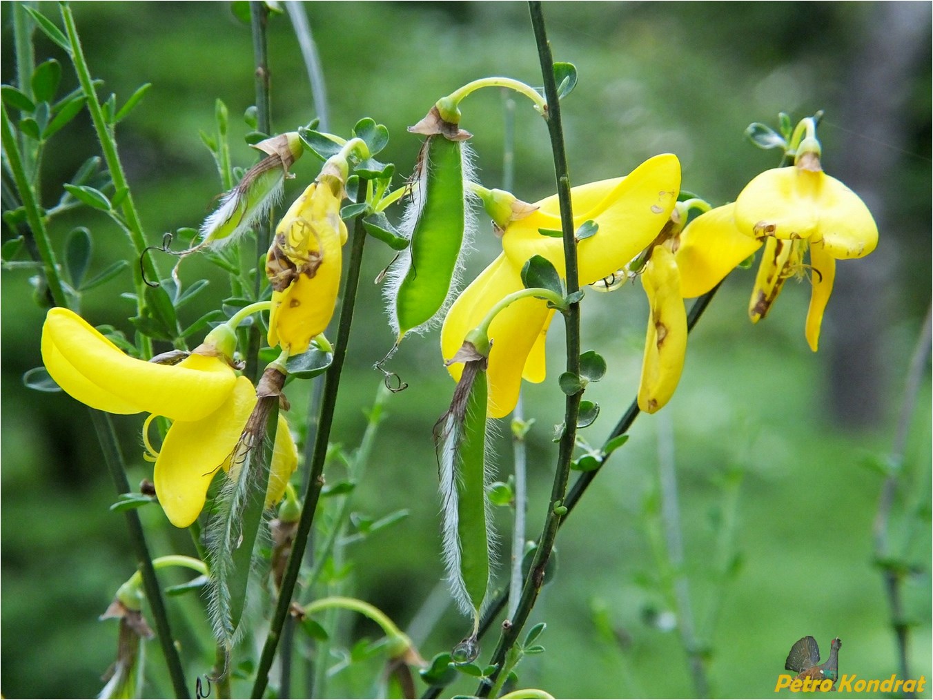 Изображение особи Sarothamnus scoparius.