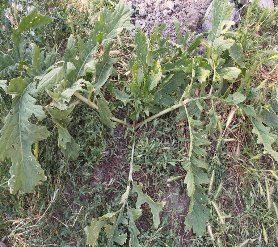 Image of Crambe gibberosa specimen.