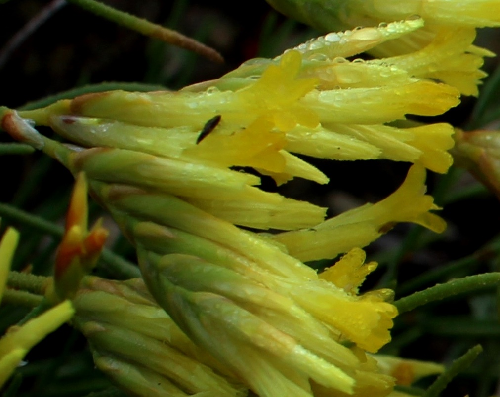 Image of Limonium chrysocomum specimen.