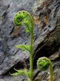 Dryopteris mindshelkensis. Разворачивающиеся вайи. Казахстан, Туркестанская (Южно-Казахстанская) обл., Сузакский р-н, 9.5 км ЮЗ пос. Таукент, территория Каратауского государственного природного заповедника; хребет Сырдарьинский Каратау, Центральный Каратау, поднятие Минжелке (Мынжилке, Мынжылги), восточный макросклон горы Бессаз, вблизи вершинного гребня, исток р. Итмурын; выс. 2050 м н.у.м., субнивальная альпинотипная лужайка под скалами. 10 июня 2018 г.