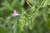 Epilobium hirsutum. Верхушка цветущего растения и фуражирующая над ним пчела. Ростовская обл., Верхнедонской р-н, окр. хут. Солонцовский, дол. р. Песковатка, песчаный берег. 30.06.2018.