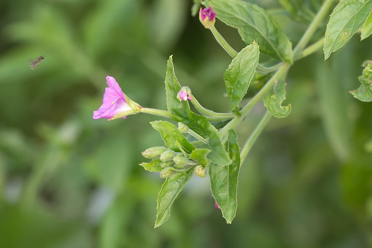 Image of Epilobium hirsutum specimen.