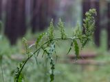 Rumex crispus