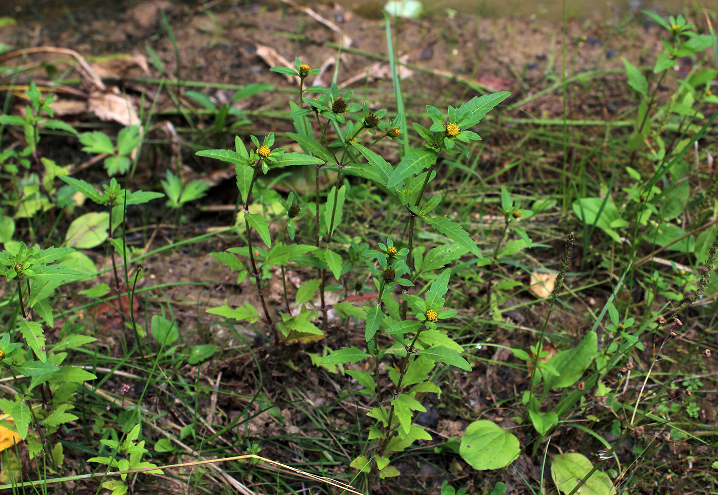 Image of Bidens tripartita specimen.