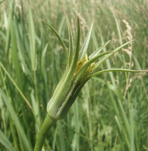 Image of Tragopogon dubius ssp. desertorum specimen.