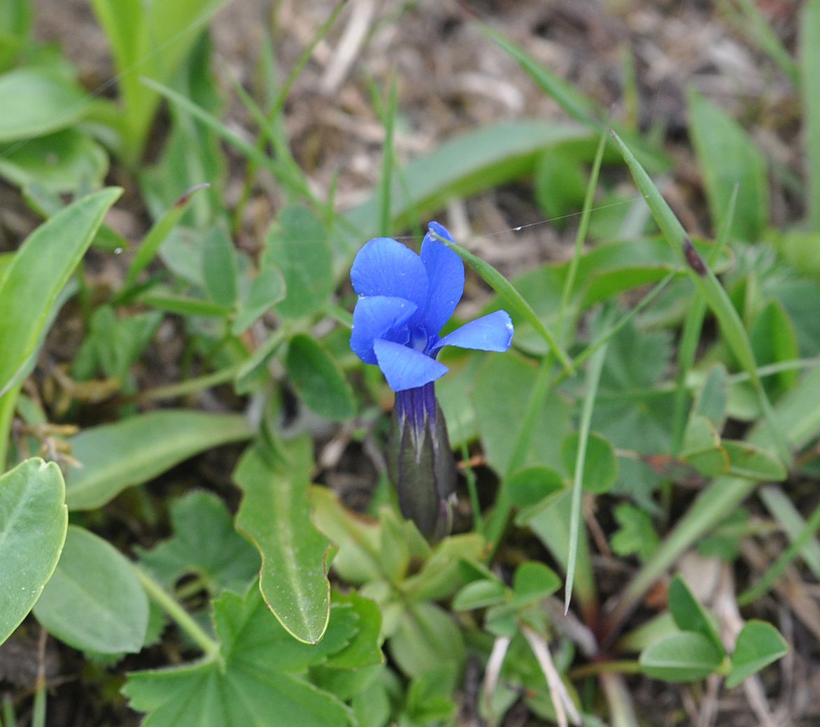 Изображение особи Gentiana angulosa.