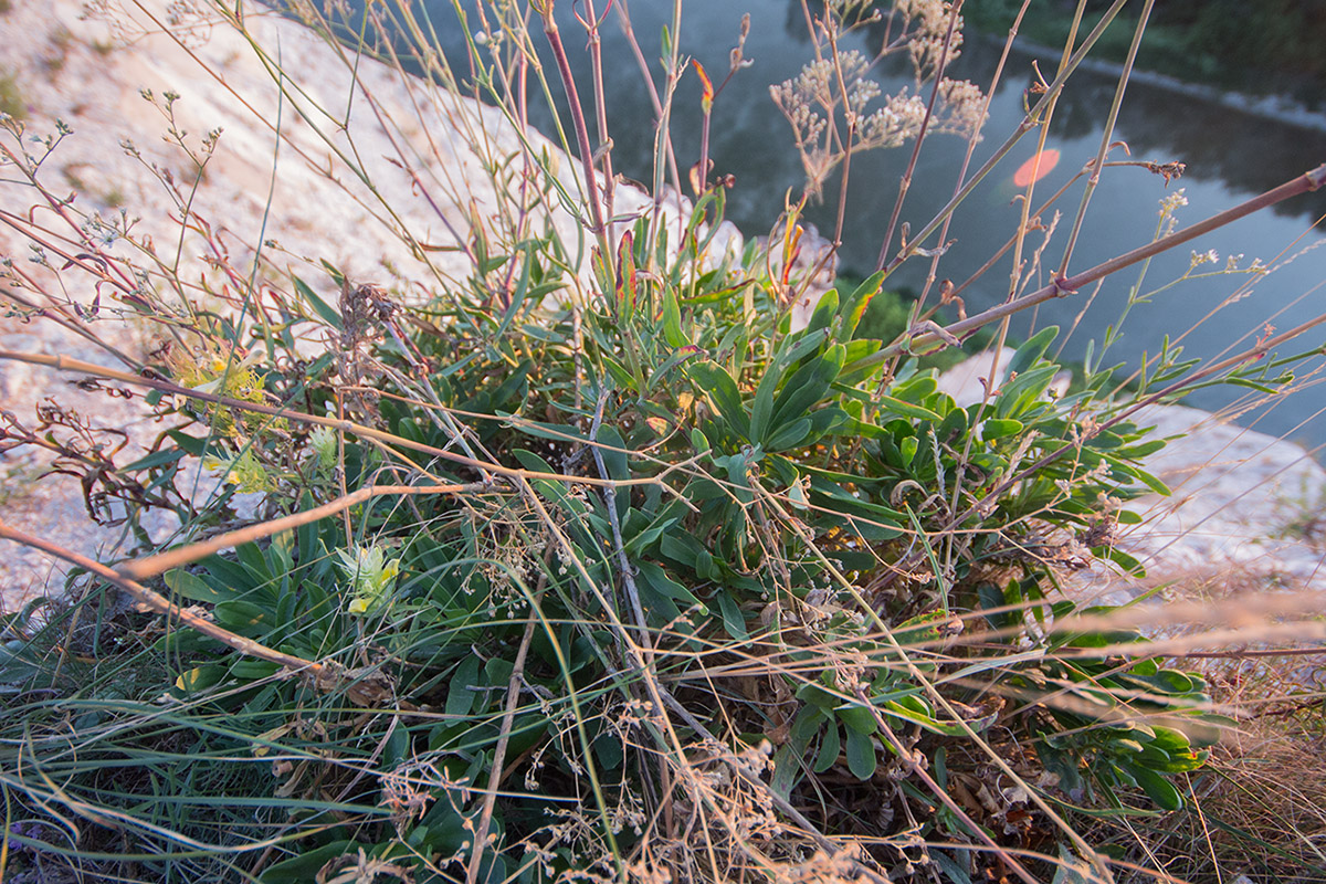 Image of Gypsophila altissima specimen.