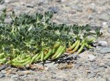 Zygophyllum rosowii. Часть плодоносящего растения. Таджикистан, Горно-Бадахшанская автономная обл., Мургабский р-н, окр. сельской общины (кишлака) Каракуль; Восточный Памир, денудационный шлейф западного макросклона Сарыкольского хребта, восточный берег оз. Каракуль; верхний пояс пустошных солончаков (высокогорная галофитная пустыня) на сползающих в озёрную котловину продуктах эрозии, выс. 3930 м н.у.м. 16 августа 2018 г.