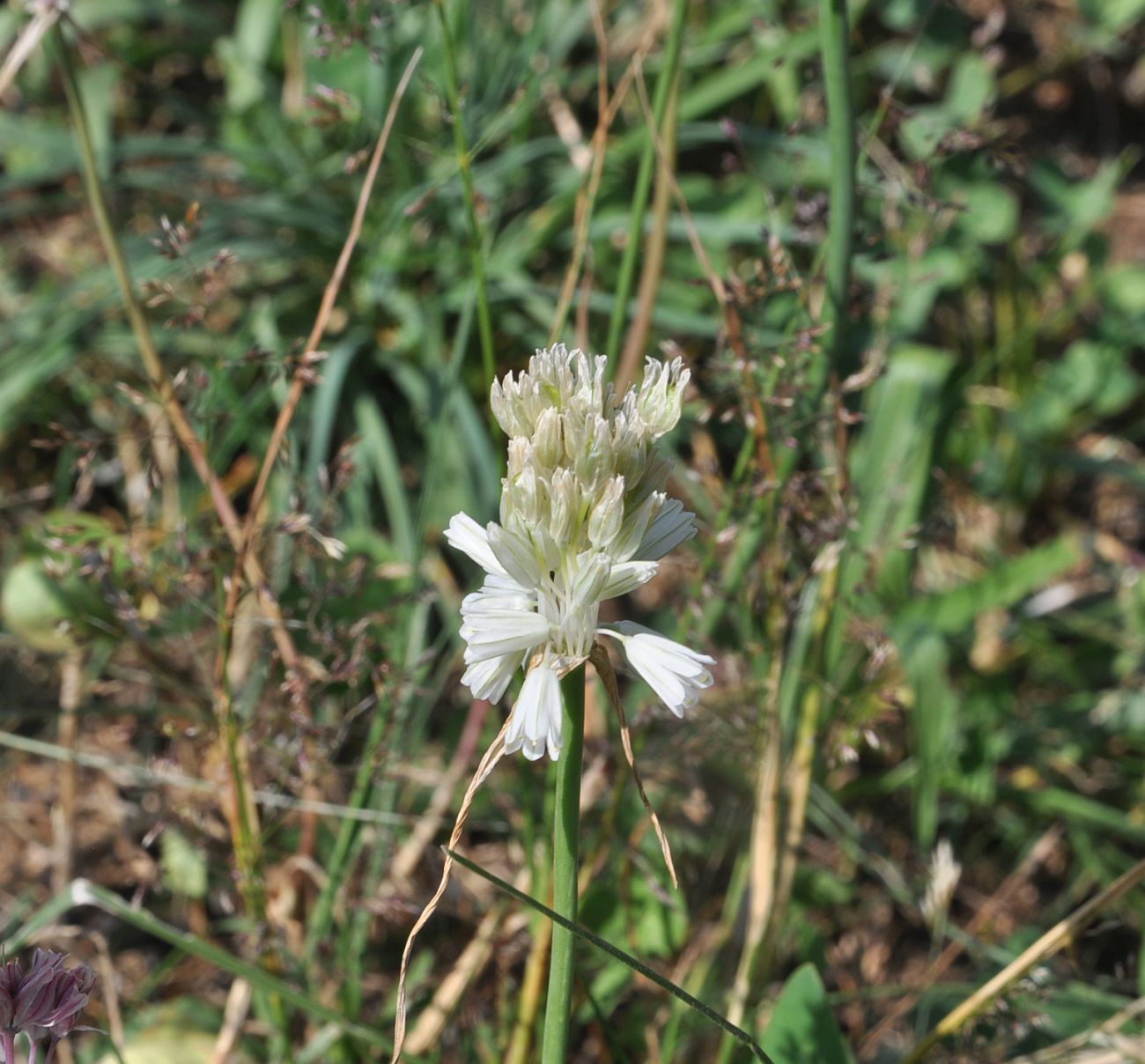 Изображение особи Allium kunthianum.