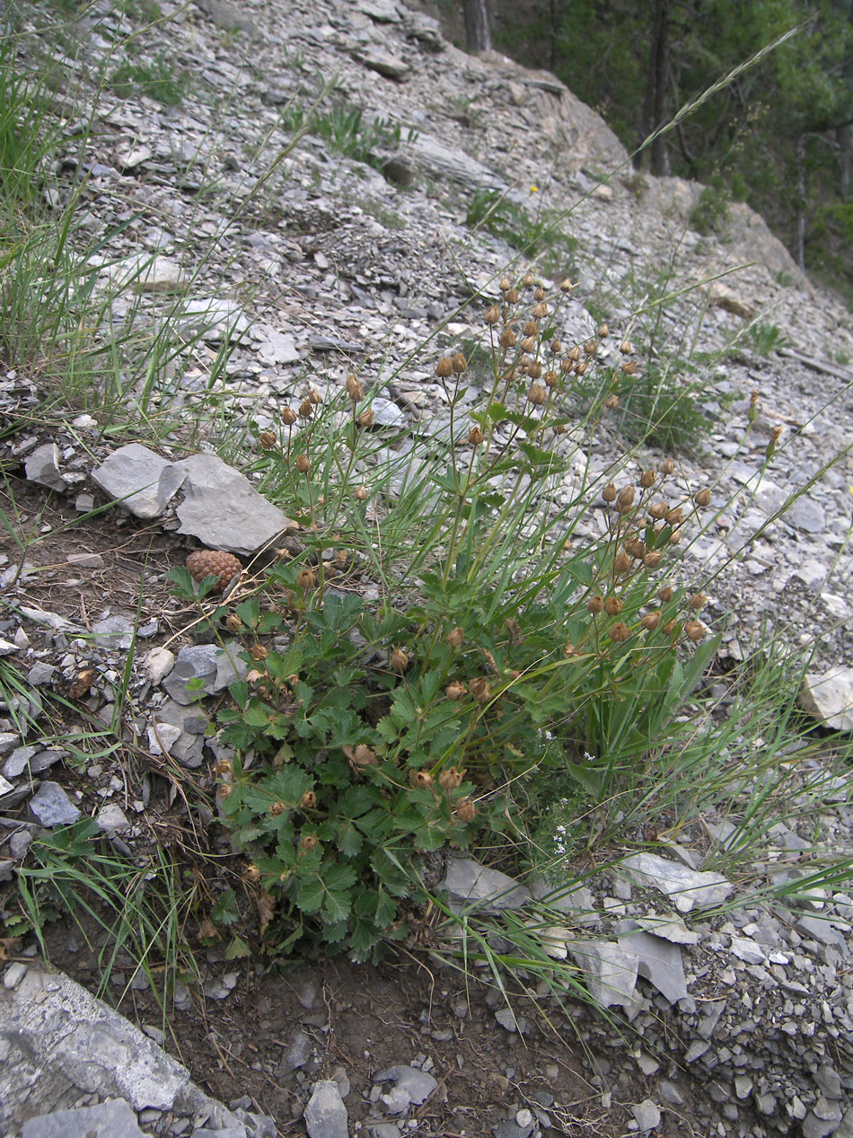 Изображение особи Potentilla geoides.