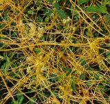 Cuscuta campestris