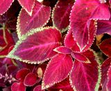 Coleus scutellarioides