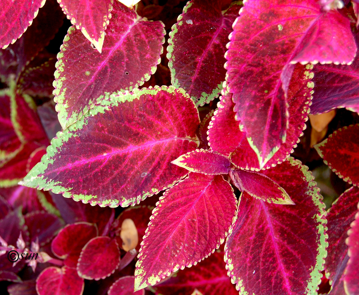 Image of Coleus scutellarioides specimen.