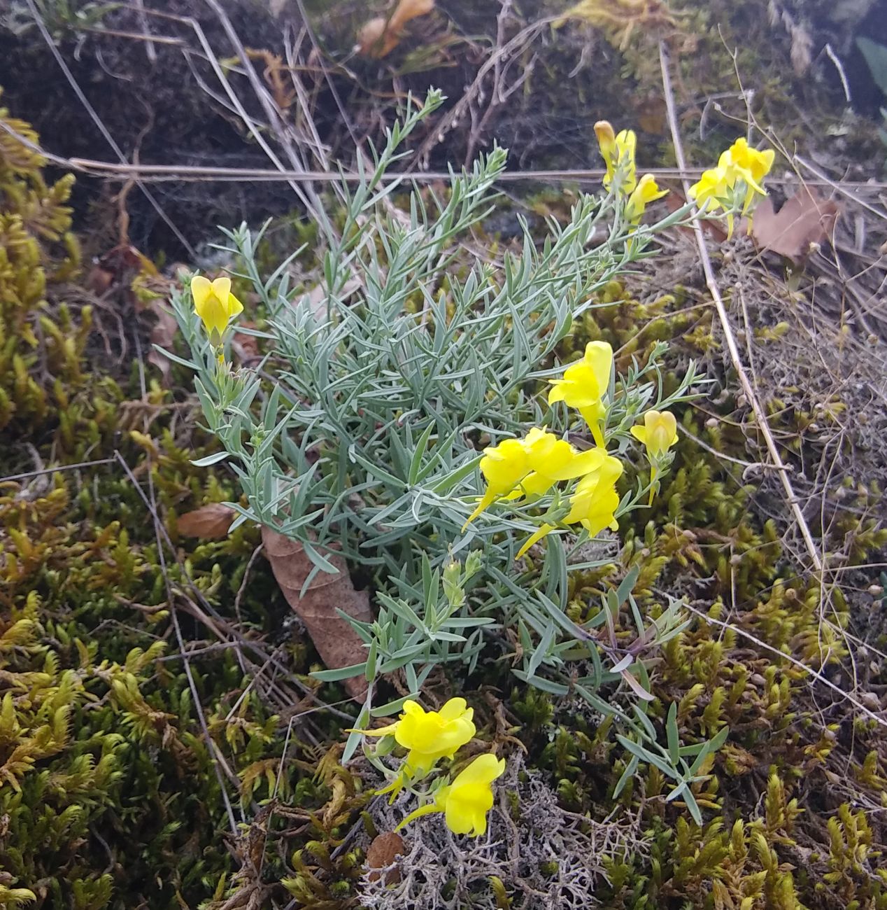 Изображение особи Linaria adzharica.