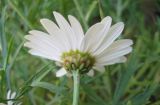 Argyranthemum frutescens. Соцветие (вид со стороны обёртки). Санкт-Петербург, в культуре. 4 июня 2010 г.