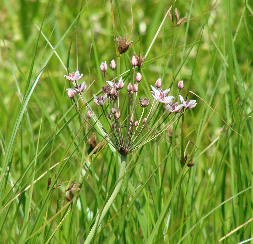 Изображение особи Butomus umbellatus.