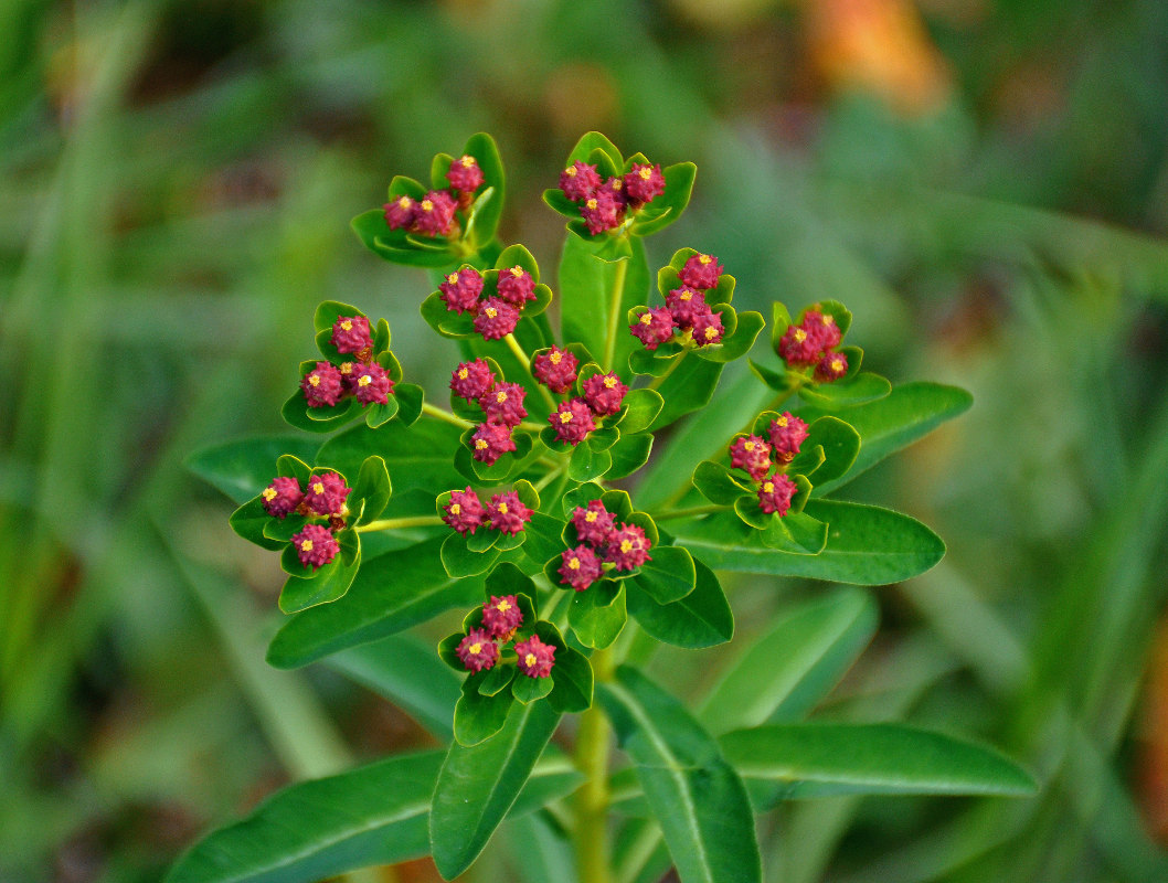 Image of Euphorbia pilosa specimen.