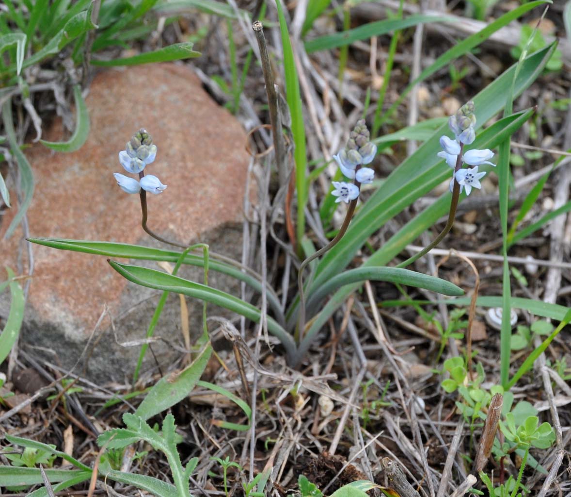 Image of Hyacinthella millingenii specimen.