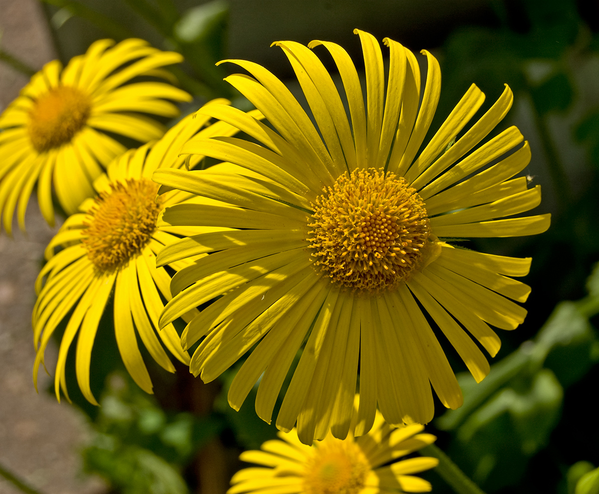 Image of Doronicum pardalianches specimen.