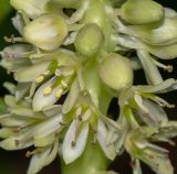 Eucomis autumnalis