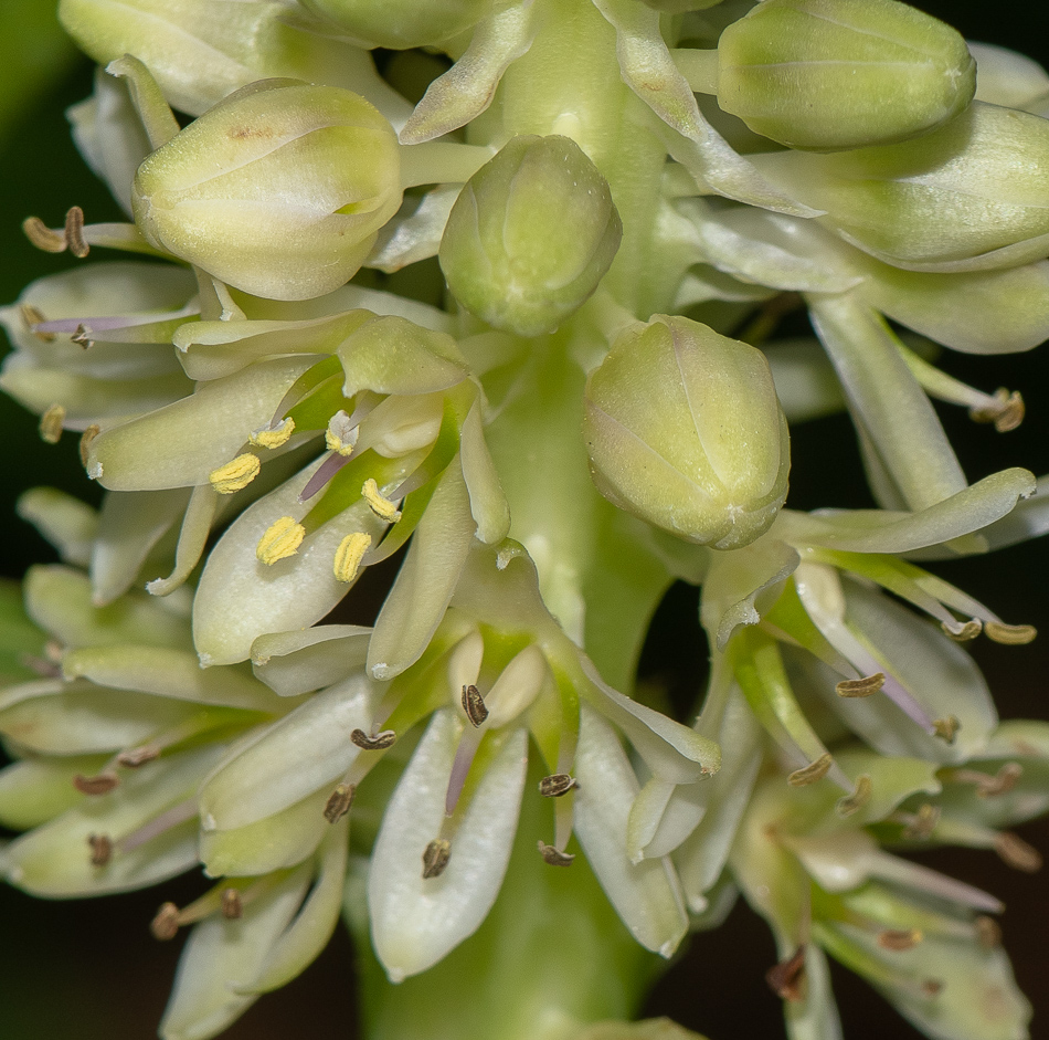 Image of Eucomis autumnalis specimen.
