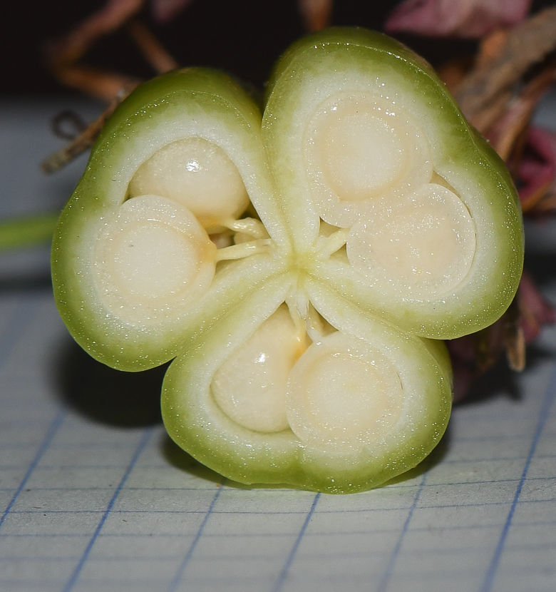 Image of Gloriosa superba specimen.