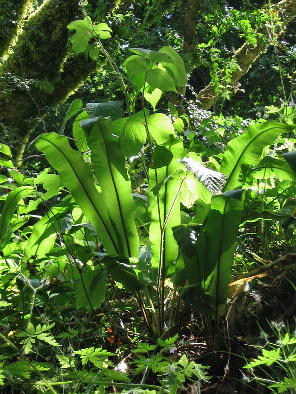 Image of Phyllitis scolopendrium specimen.